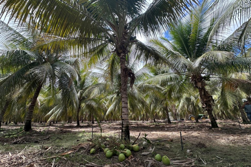 Produção de coco no Sertão pernambucano é destaque