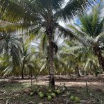 Produção de coco no Sertão pernambucano é destaque