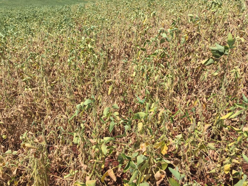 Governo cria linha de crédito para liquidar dívidas de produtores rurais