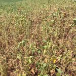 Governo cria linha de crédito para liquidar dívidas de produtores rurais