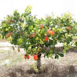 Cajueiro-anão: resiliência e inovação garantem renda para famílias do Semiárido