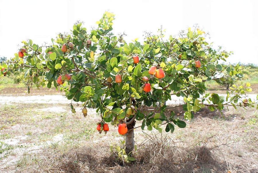 Cajueiro-anão: resiliência e inovação garantem renda para famílias do Semiárido