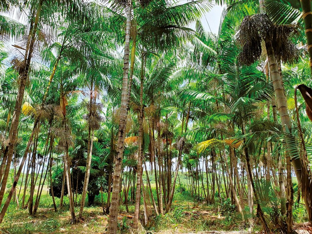 Cultivo pioneiro de açaí no RN cresce e produção já é exportada para o Kuwait
