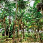 Cultivo pioneiro de açaí no RN cresce e produção já é exportada para o Kuwait