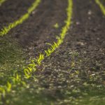 Salgueiro/PE começa cultivo em lotes irrigados do projeto de integração do São Francisco
