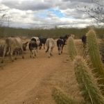 Governo Federal reconhece emergência por seca em 65 municípios do RN