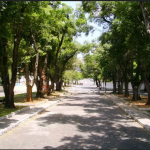 Brasil lança plano para todas as ruas do País terem ao menos 3 árvores