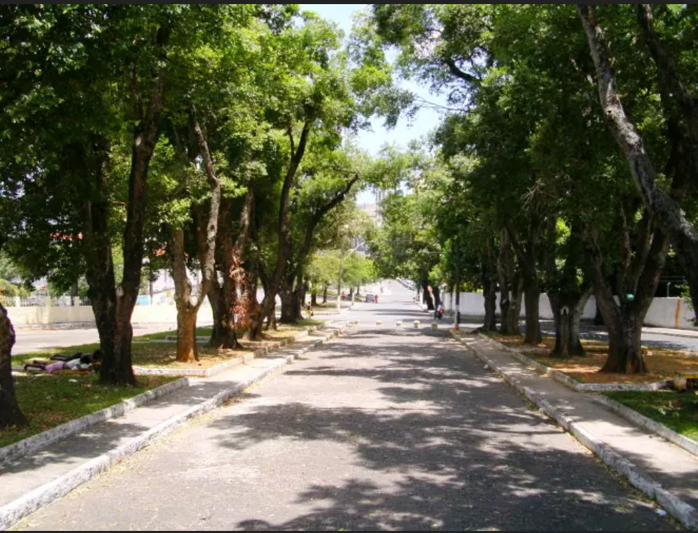 Brasil lança plano para todas as ruas do País terem ao menos 3 árvores
