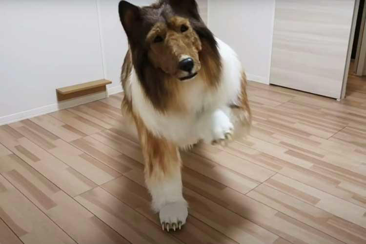 Japonês que gastou R$ 75 mil para virar cachorro revela arrependimento