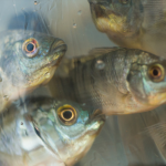 É falso que o cultivo de tilápia será proibido no Brasil