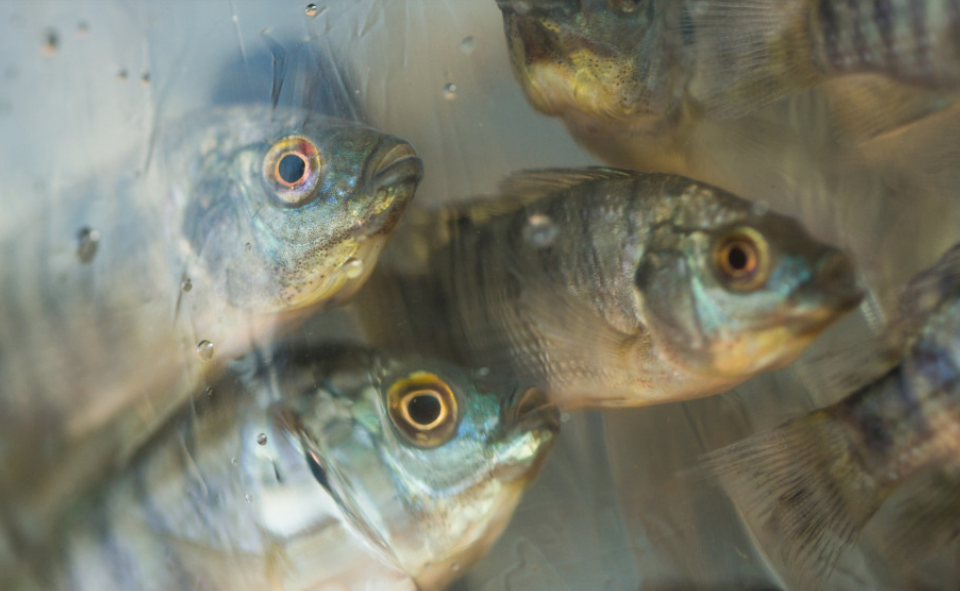 É falso que o cultivo de tilápia será proibido no Brasil