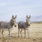 Leite de jumenta pode impulsionar crescimento da pecuária brasileira