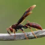 Estudo brasileiro identifica potencial do veneno de marimbondo contra o Alzheimer
